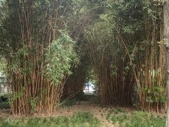 -神仙树公园