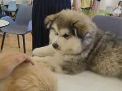 -Let's go狗咖·猫咖·奶狗·桌游(春熙路IFS店)