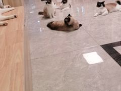 -有猫儿腻咖啡厅.猫咖