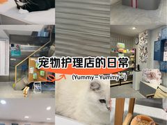 -伟伟宠物医院·CT影像中心·瑞派犬猫综合性门诊(汉口总院)