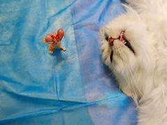 -动物缘宠物医院·骨科·猫科(西二环店)