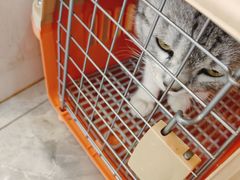 -贝康宠物医院·犬猫全科·小动物特色诊疗中心(东环路店)