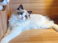 -猫十亿·布偶金渐层·曼基康矮脚猫舍(青年路店)