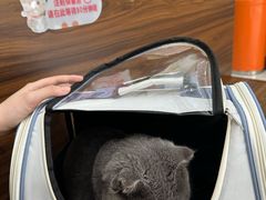 -瑞鹏宠物医院·夜间急症·心超·猫科(祖庙分店)