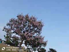 -小麦岛公园