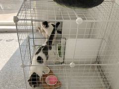 -麦新格精品酒店(上海浦东机场川沙迪士尼店)