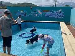 -趣玩宠物乐园寄养训犬训狗游泳池