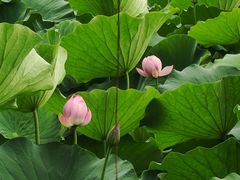 -莲池书院博物馆