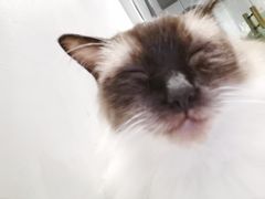 -猫儿山۰猫主题餐厅