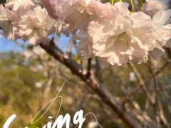 -天适樱花悠乐园