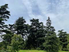 -上海共青森林公园