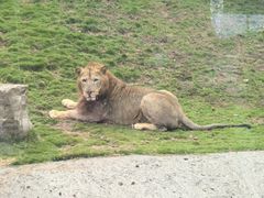 -西霞口神雕山野生动物世界