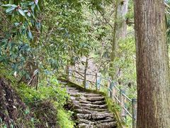 -天目山大树王景区
