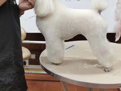 -鑫艺宠物美容培训学校