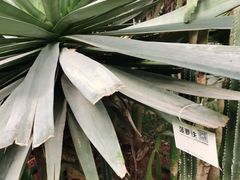 -呀路古热带植物园