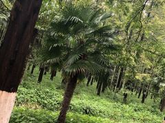 -黄海国家森林公园