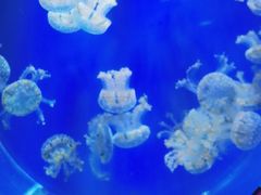 -海合安武汉极地海洋公园