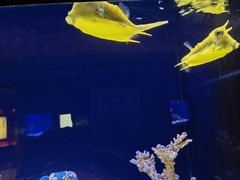 -上海海洋水族馆