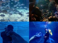 -烟台海昌鲸鲨海洋公园