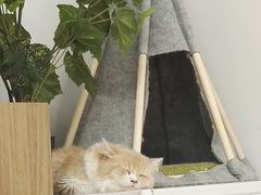 -COLOR PETS 撸猫馆·购猫·猫咖(长风大悦城店)
