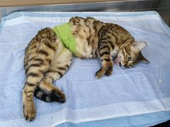 -爱侣宠医·鹦鹉专科·小型哺乳类·异宠专科(灵石路店)