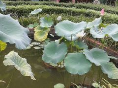 荷花池-东莞市可园博物馆