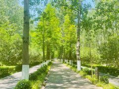 -合肥滨湖国家森林公园