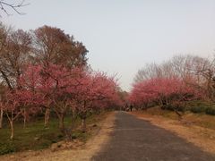 -上海海湾国家森林公园