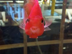 -比格比萨自助(国展店)