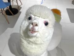 -RU DUCK柯尔鸭公社·撸鸭俱乐部·羊驼·小香猪