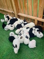 -萌宠亲子动物乐园(槐房万达店)