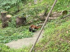 -都江堰中华大熊猫苑