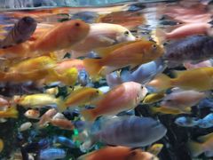 -太平洋海底世界