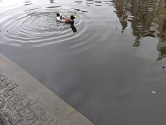 -成都南湖公园