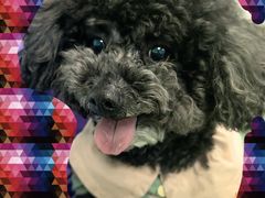 -北京观赏动物医院·24小时大型综合·猫专科·异宠专科