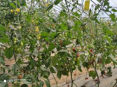 -杨柳青园艺科技博览园