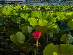 -长春市南湖公园