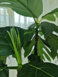 -HEYAN荷妍专业脱毛连锁机构
