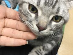 -瑞派·关忠动物医院·猫专科·犬专科(三环新城店)