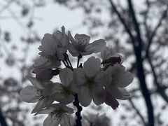 -高东镇樱花园
