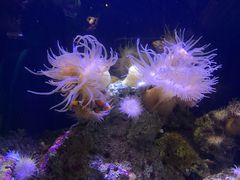-悉尼海洋生物水族馆