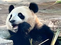 -中国大熊猫保护研究中心雅安碧峰峡基地