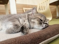 -滚猫咖啡·猫咖·猫友好撸猫(未来城店)