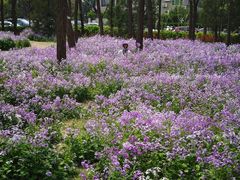 -朝阳公园
