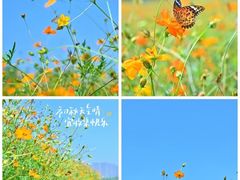 -洋湖国家湿地公园