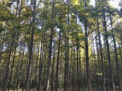 景点-日照海滨国家森林公园