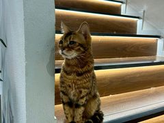 -琪喵猫屋·撸猫猫咖·猫舍