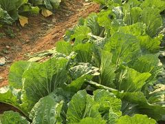 -武汉开心果园农业发展有限公司