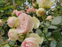 -都江堰玫瑰花溪谷