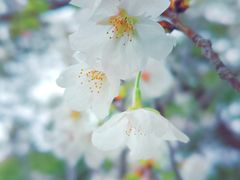-高东镇樱花园